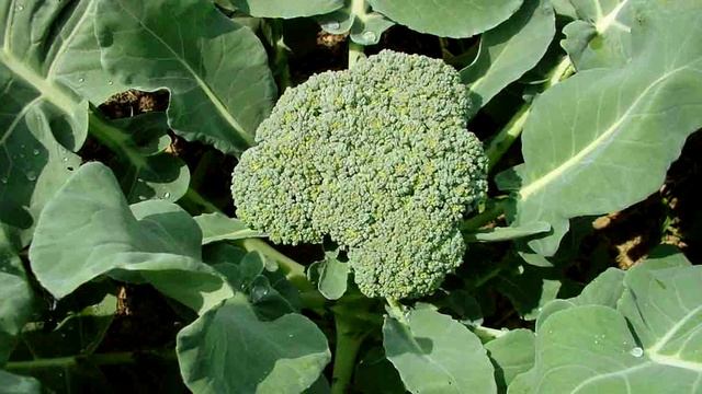 Уборка и хранение капусты Брокколи | #hitsadTV