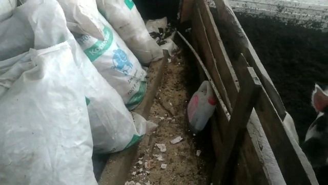 обзор хозяйства 08.11.2020