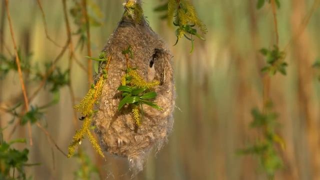лечебная музыка для сердца и сосудов - Нежная музыка, успокаивает нервную систему и радует душу смотреть онлайн