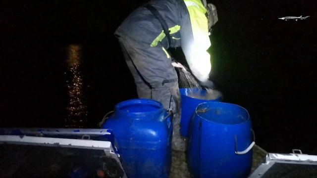 Ночная Рыбалка /Сплав Сетью/ Полная Сеть ЯЗЯ! смотреть онлайн