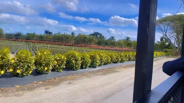 Our mini family vacation to Miami🏝️❤️ Sejal first flight ✈️ and she loved it 🥰 #familyvlog #baby смотреть онлайн