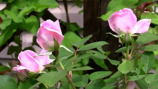 Розовые розы. Дачные картинки 2021. смотреть онлайн