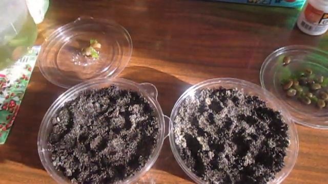 Кофейное дерево (посадка семян) смотреть онлайн