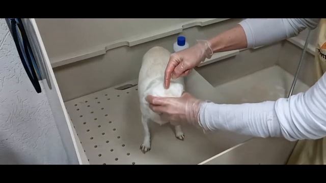 Как помыть голову собаке и не залить уши? смотреть онлайн