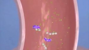 Пищеварение лошади