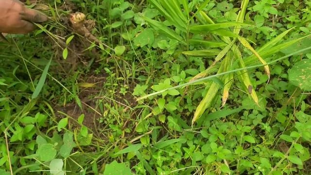 Enter the old shack, harvest potatoes and ginger, clean the dried rice - green forest life (ep13) смотреть онлайн