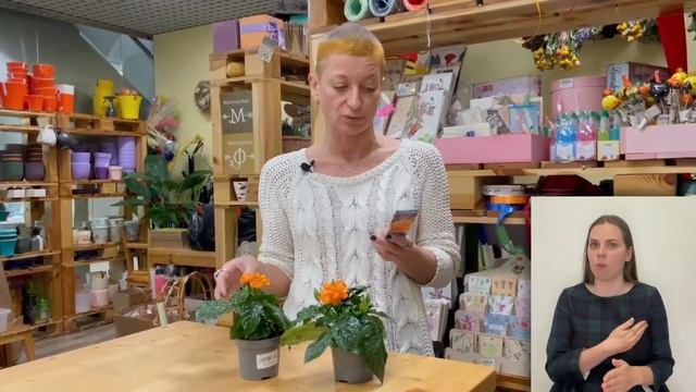 Кроссандра Фортуна { СУРДОПЕРЕВОД } никогда мне не достается, ведь его сразу раскупают смотреть онлайн