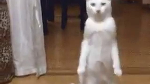 Не стоило учить кота ходить. смотреть онлайн