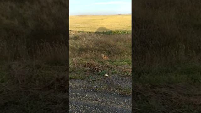 Дикая лиса и желание пообщаться с людьми смотреть онлайн