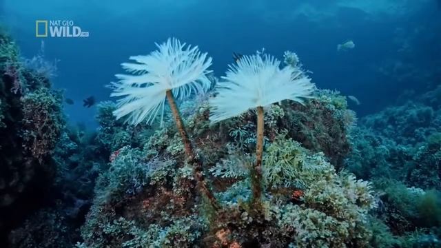 Дикие острова Европы.Интересные факты. Europe's Wild Islands