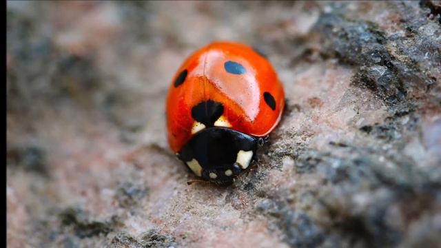 Heart Songs - 53 Lazy Lady Bug - Native American Style Flute Improvisations by Ken McGarity смотреть онлайн