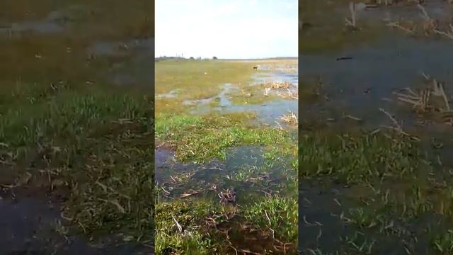 Колим сазана смотреть онлайн