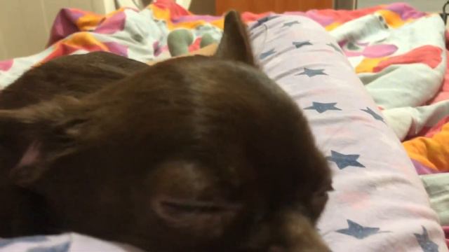 Чихуахуа смотреть онлайн