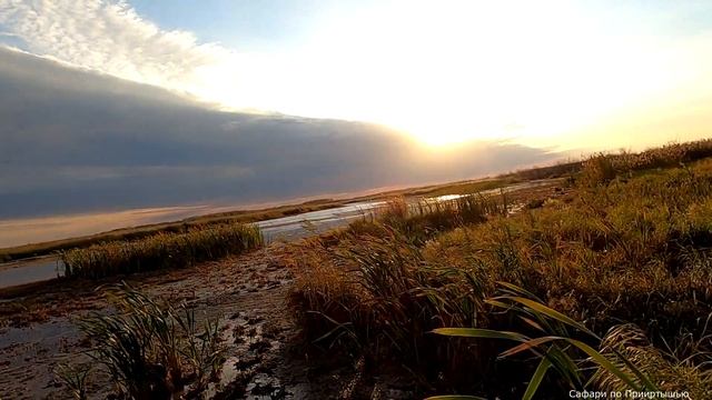 Утиная охота 2022. Классическая вечерка на болоте. смотреть онлайн