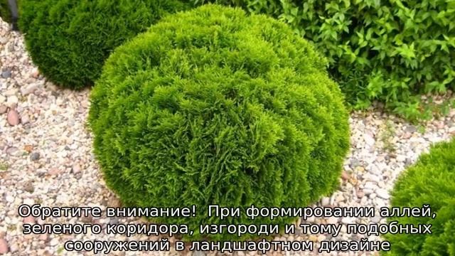 Как правильно посадить тую смотреть онлайн