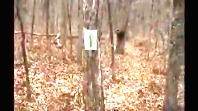 5 Странных Существ в Лесу, Снятые на Камеру смотреть онлайн