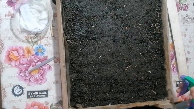 Сеем перец, от семени до ростка! смотреть онлайн