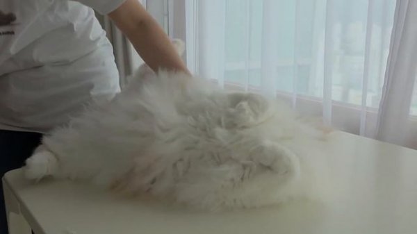 Will My Cats Let Me Touch Their Paw Pads? | Kittisaurus