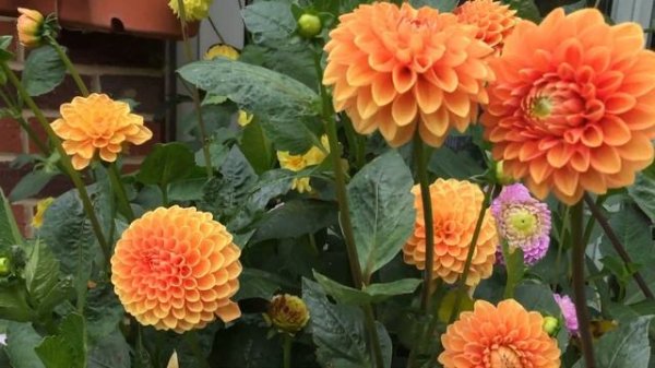 Георгина Sylvia Dahlia Sylvia в горшках и ящиках.