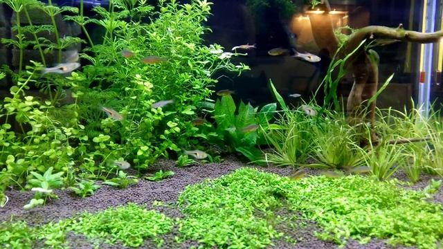 Микрорасбора галактика, расбора земляничная, бригитта, хенгеля смотреть онлайн