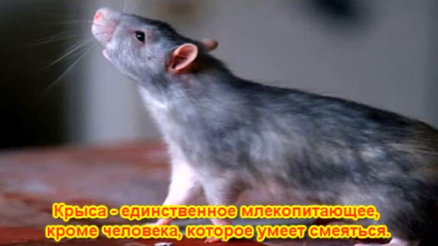 Знаете ли Вы? - Две недели на светофоре - Выпуск №1 смотреть онлайн