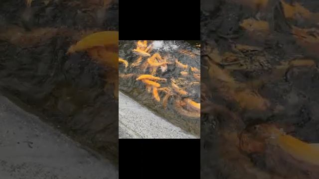 Кулинарное чудо на каждый день 