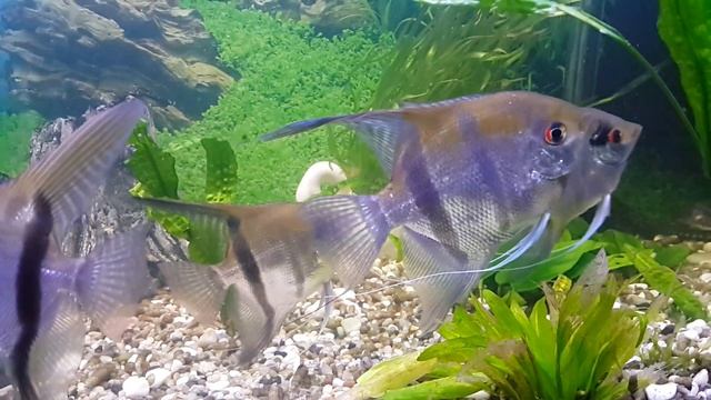 Большие полосатики скалярки смотреть онлайн