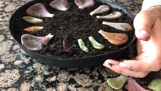 How to Propagate Succulents from Leaves смотреть онлайн