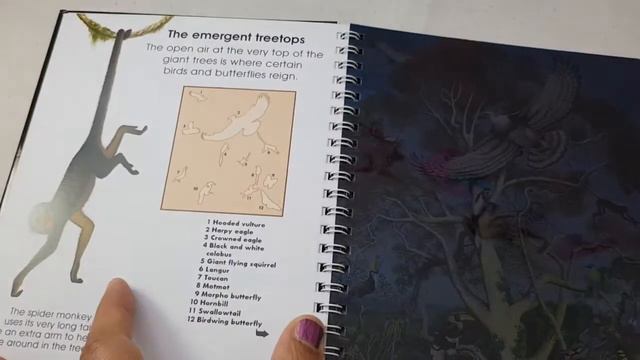 LET'S LOOK AT THE JUNGLE TORCHLIGHT BOOK смотреть онлайн