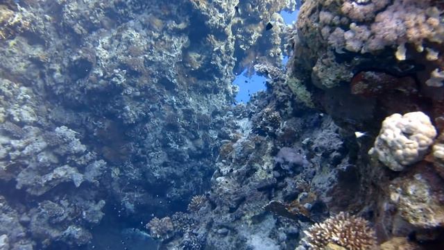 Наш релакс на Красном море смотреть онлайн