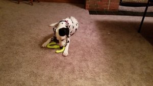 ДАЛМАТИНЕЦ  ВСЕ О ПОРОДЕ. ИНТЕРЕСНЫЕ ФАКТЫ