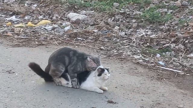 спаривание кошек 2 смотреть онлайн