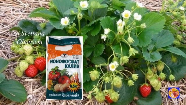 ВСЕГО ЛОЖКА НА ВЕДРО И КЛУБНИКУ СОБИРАЮ ВЕДРАМИ. МОНОФОСФАТ КАЛИЯ +.... смотреть онлайн