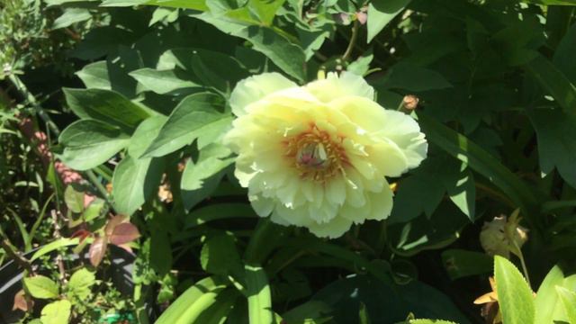 黄色の芍薬が咲きました〜 смотреть онлайн