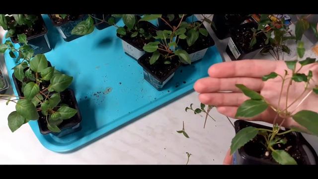 Формировка фуксии, грунт, подкормка.... смотреть онлайн