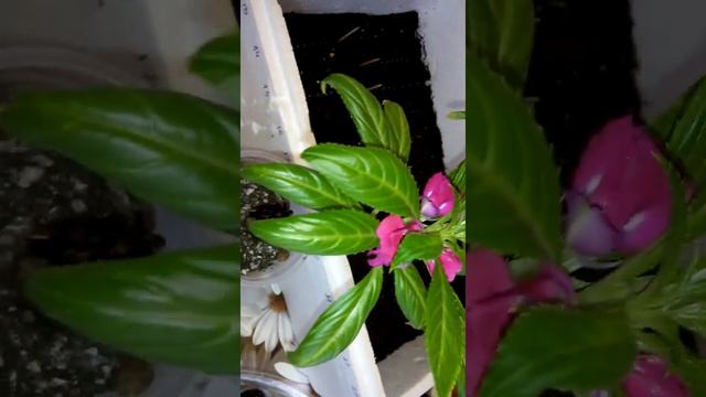 Обзор рассады 16. 02. 18. Калибрахоа, петуния, лаванда и др смотреть онлайн