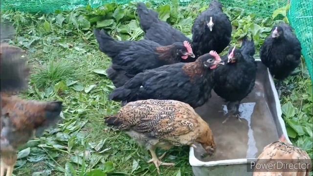 Цыплята породы Маран. Брудер Идеал 1000. Гнезда для кур. смотреть онлайн