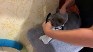 Как надеть воротник на кота. Чем лечить, если появился стриженный лишай.