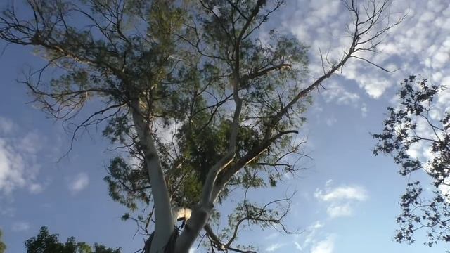 Абхазия. город Сухум. Дерево Эвкалипт. смотреть онлайн