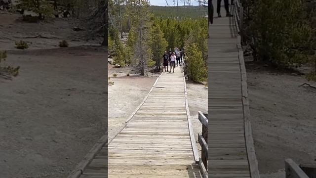 Yellowstone bison cracks through the boardwalk at Norris Geyser Basin смотреть онлайн