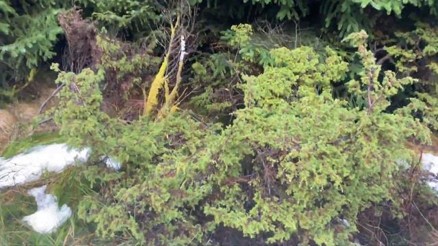 Гуляем и болтаем о жизни в Норвегии. Чай из можжевельника. смотреть онлайн