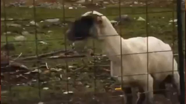 МУВИК CS GO (МИЛАЯ ДЕВУШКА ТАЩИТ КАТКУ) смотреть онлайн