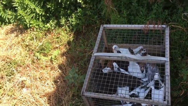 #Pigeons.Второй день тренировки пищалок. смотреть онлайн