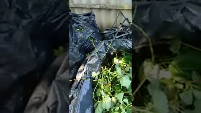Клубника Мурана,30 дней после высадки касетки. смотреть онлайн