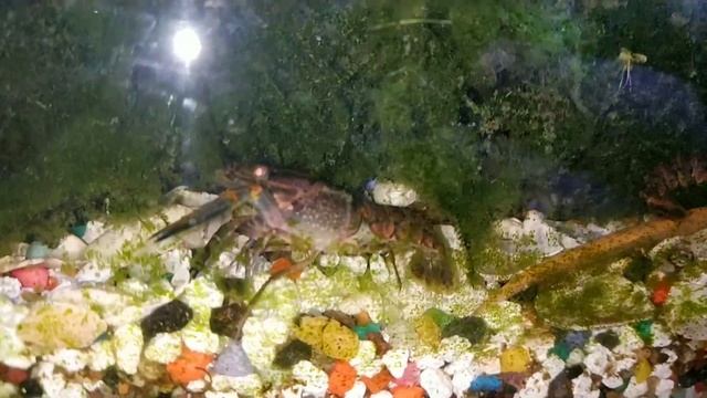Рыбки и Раки в одном аквариуме. смотреть онлайн
