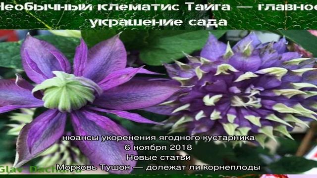 Необычный клематис Тайга — главное украшение сада смотреть онлайн