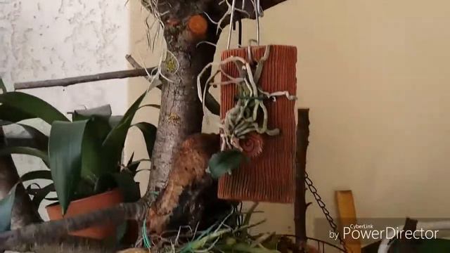 Τιλλαντσια( tillandsia usneoides) άνθισε! смотреть онлайн