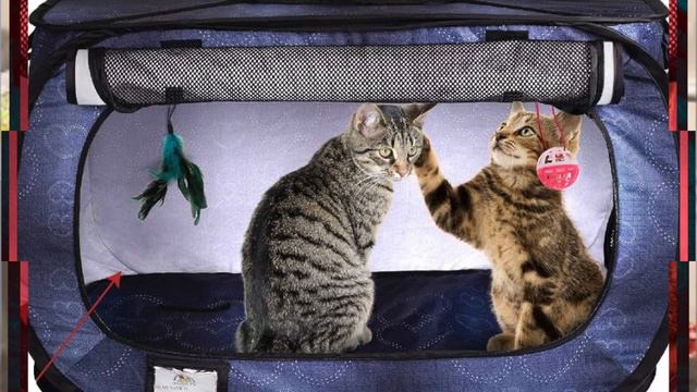 Getting a New Kitten? Watch These 7 Must-Know Tips First! смотреть онлайн