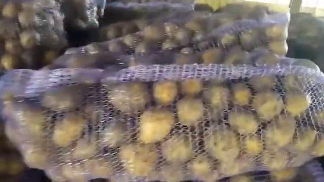 Видео картофеля из Брянской области смотреть онлайн