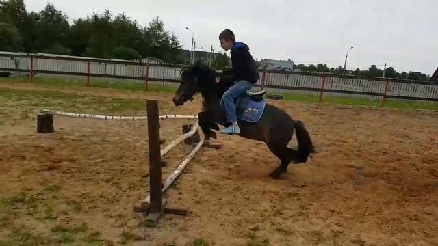 Шетландский пони, первые прыжки пони и мальчика смотреть онлайн